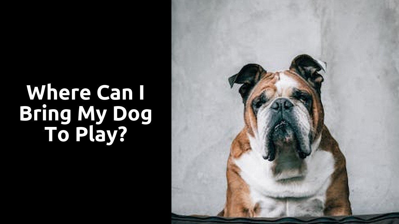 Where can I bring my dog to play?